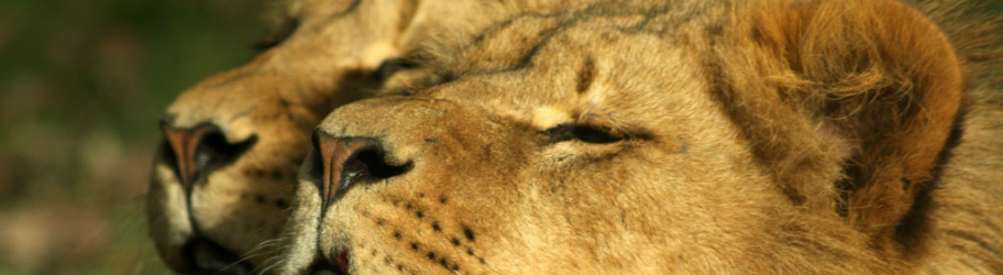 lion pride!!! sports shout out! - LPUMS-8A THE LIONS' DEN